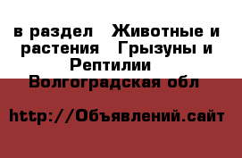  в раздел : Животные и растения » Грызуны и Рептилии . Волгоградская обл.